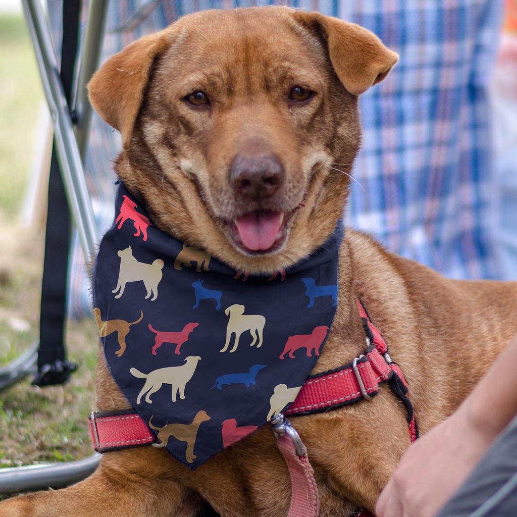 Model - Feature