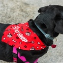 Pet Bandana - Large - 123660