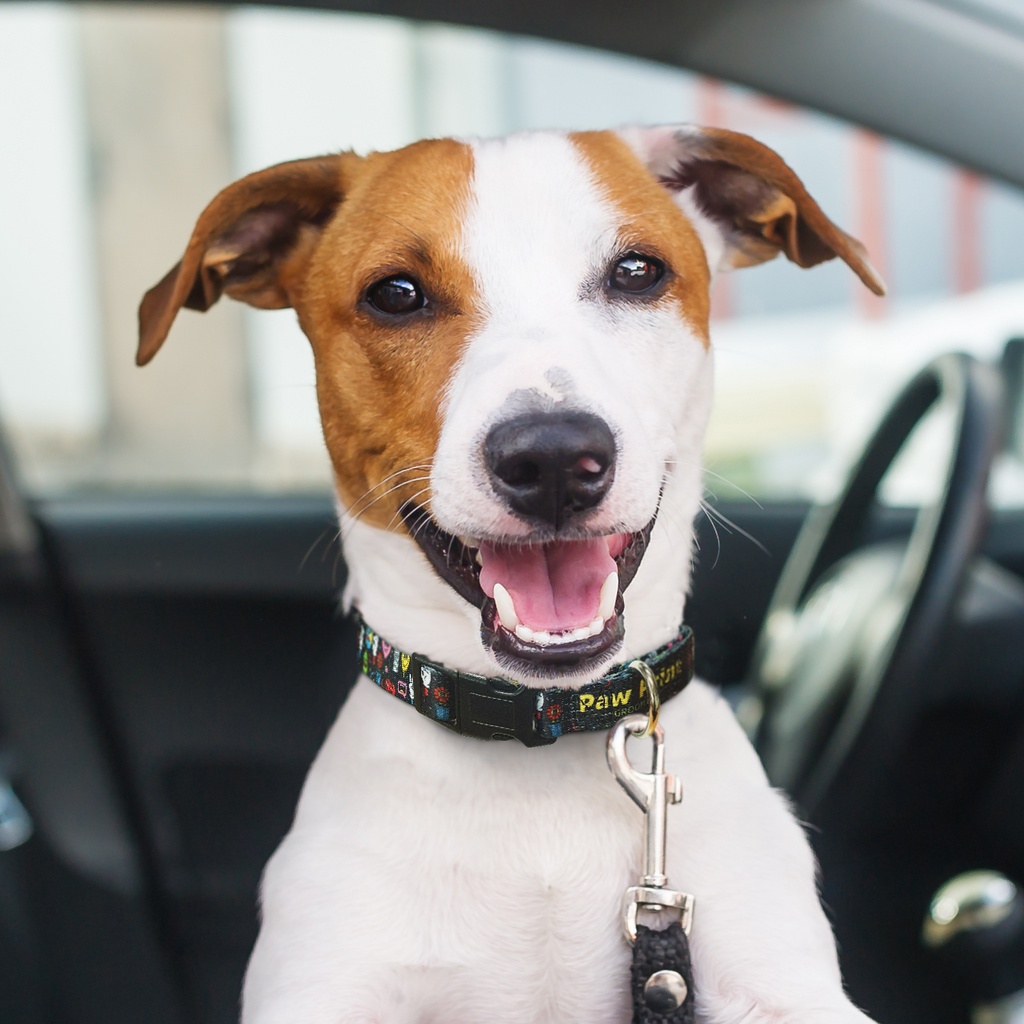 Amigo Dog Collar - 125070